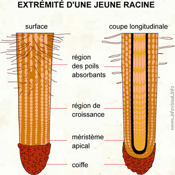 Racine (Dictionnaire Visuel)